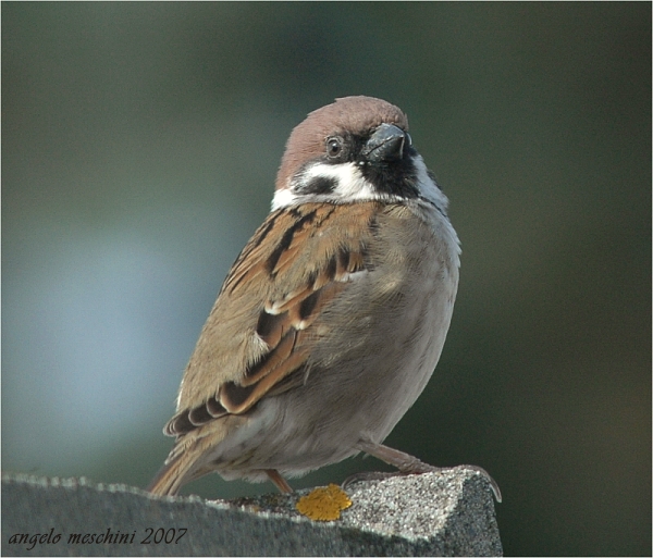 Passera mattugia Passer montanus sul camino